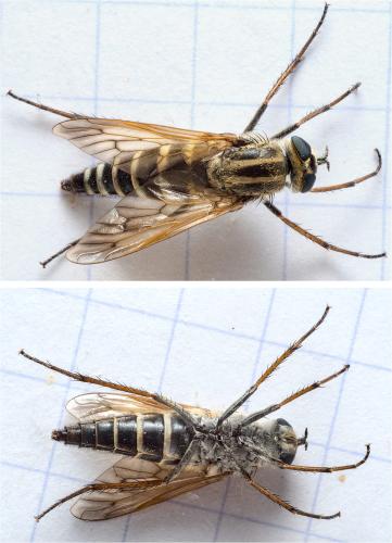Réf. 287 573 : Thereva microcephala