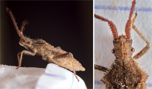 Coriomeris affinis