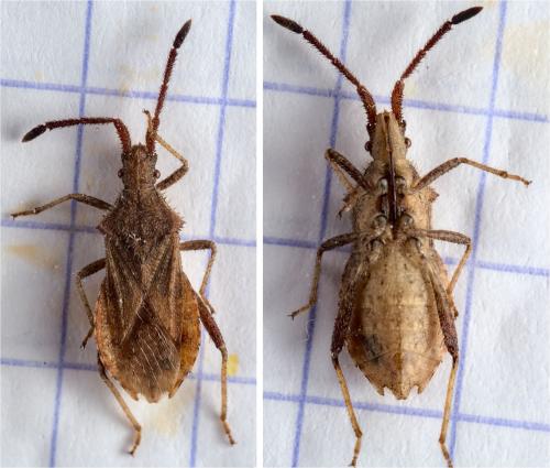 Coriomeris affinis