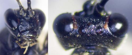 Réf. 287 963 : Spilothyrateles illuminatorius
