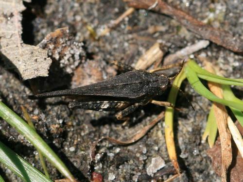 Réf. 287 680 : Tetrix undulata