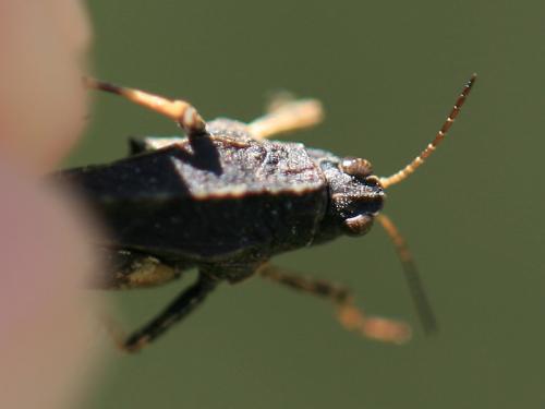 Tetrix undulata