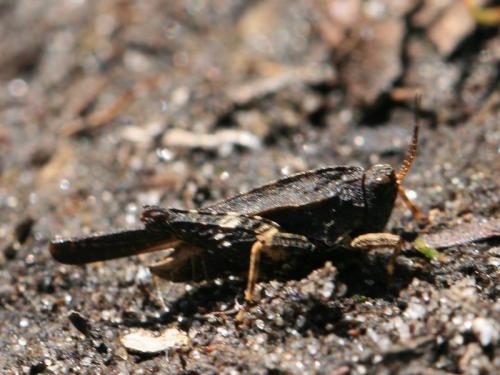Réf. 287 687 : Tetrix undulata