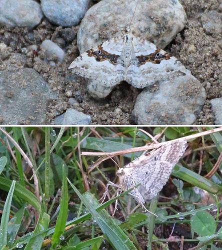 Réf. 287 576 : Xanthorhoe montanata