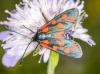 287246 – Photo : lguez – France (73)