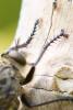 287450 – Photo : Didier Houbrechts – Belgique