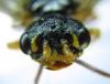 287848 – Photo : Alexander Boldyrev – Russie