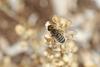 287288 – Photo : Sonia RICHAUD – France (05)