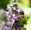 287467 – Photo : brigitte – France (81)