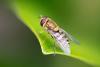 287258 – Photo : Pierre Duhem – France (29)