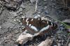 287138 – Photo : Limenitis78 – France (05)