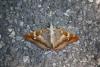 287141 – Photo : Limenitis78 – France (05)
