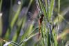287600 – Photo : Zoeilvert – France (67)