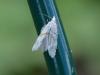 287203 – Photo : VERMELLE Georges – France (62)