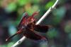 287871 – Photo : Yvon JACQUES – Vietnam