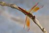 287701 – Photo : Yvon JACQUES – Vietnam