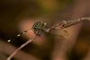287220 – Photo : Yvon JACQUES – Vietnam