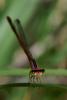 287083 – Photo : Yvon JACQUES – Vietnam