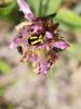287716 – Photo : Ivan Jaubertie – France (82)