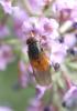 287863 – Photo : alain Roujas – France (31)