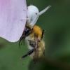 Misumena vatia