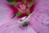 287180 – Photo : Joseph Rezeau – France (35)