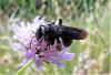 287310 – Photo : Sandor31 – France (84)