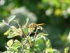 287470 – Photo : Manu94 – France (41)