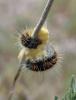 287346 – Photo : Catherine Reymonet-Smitten – France (11)