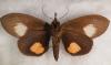 287559 – Photo : Bernard Perthuis – Guyane française