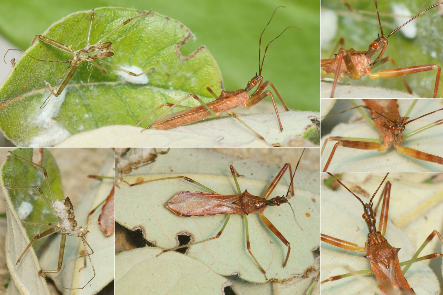 Pierre Gros - Nagusta goedelii - réf. 287020 (1500 x 1000 pixels, 204 ko)