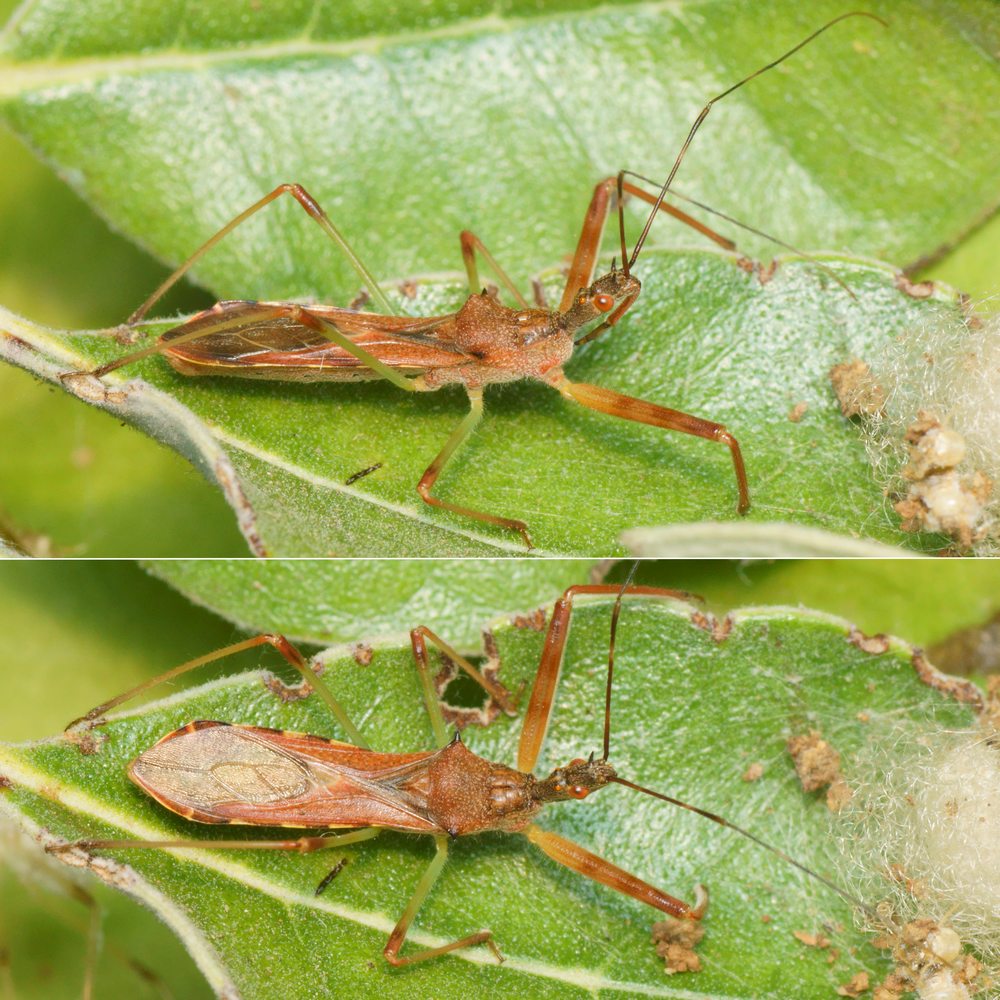 Pierre Gros - Nagusta goedelii - réf. 287018 (1000 x 1000 pixels, 203 ko)