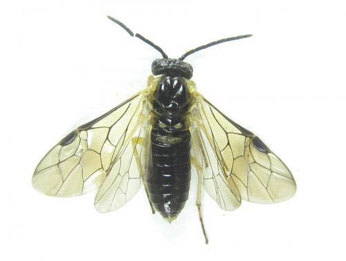 Phymatoceropsis sibiricola