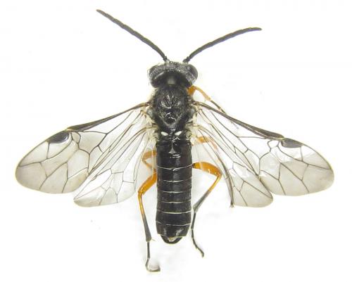 Loderus vestigialis
