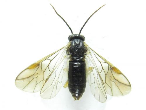 Réf. 288 728 : Pristiphora laricis