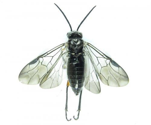 Réf. 288 866 : Dolerus liogaster