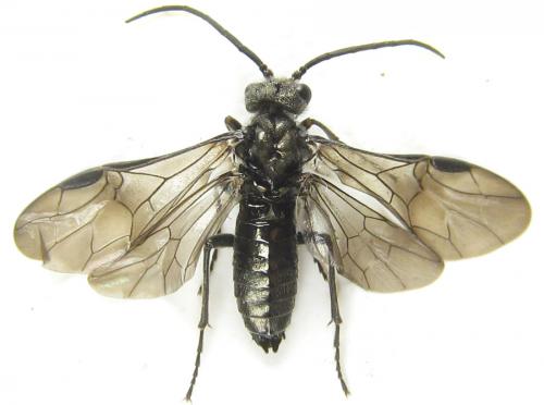 Réf. 288 879 : Dolerus liogaster