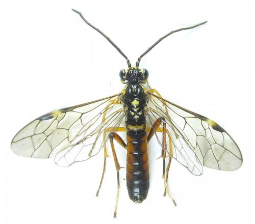 Réf. 288 922 : Tenthredopsis sordida