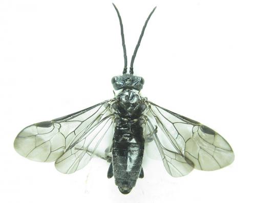 Dolerus sanguinicollis