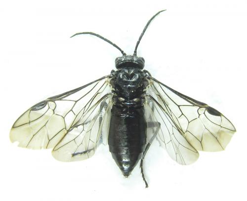 Réf. 288 243 : Dolerus nitens
