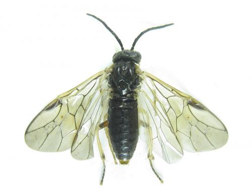 Réf. 288 378 : Pristiphora angulata