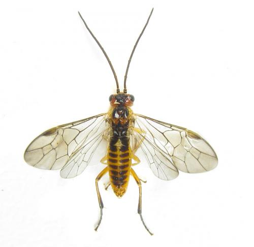 Réf. 288 450 : Euura scutellata
