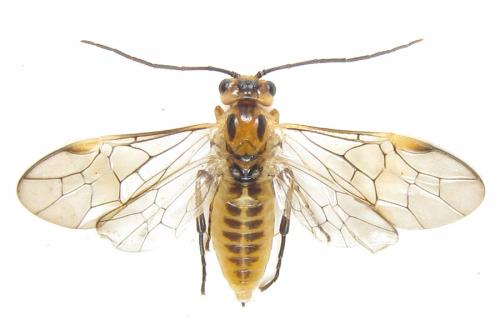 Réf. 288 467 : Euura scutellata