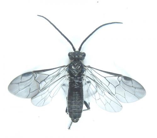 Dolerus aeneus
