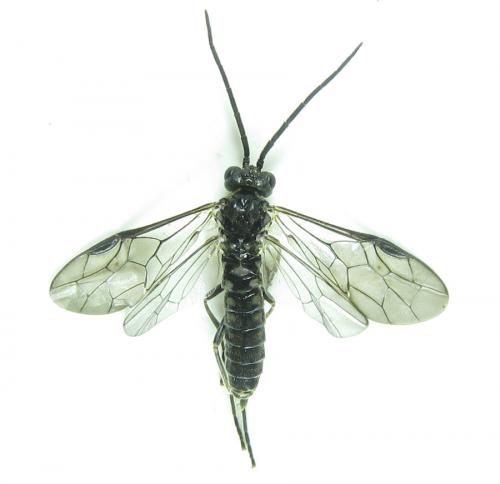 Réf. 288 589 : Empria longicornis