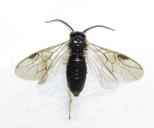 Réf. 288 026 : Pristiphora appendiculata