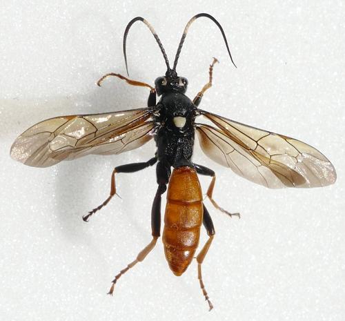 Réf. 288 363 : Amblyjoppa fuscipennis