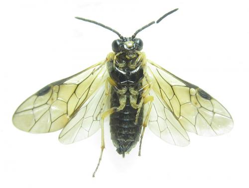 Phymatoceropsis sibiricola