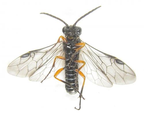 Loderus vestigialis