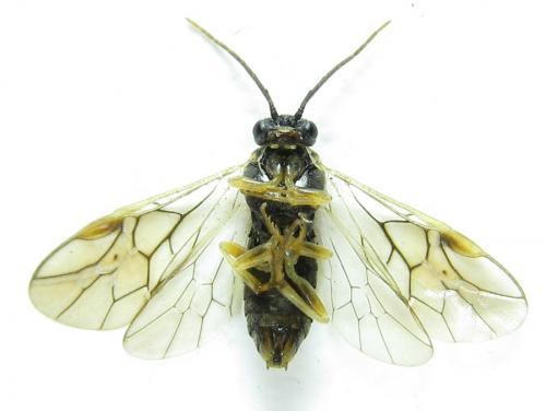 Réf. 288 729 : Pristiphora laricis